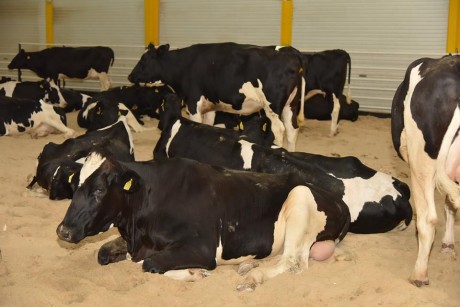 قطر تتفاوض مع البرازيل لشراء الأبقار الحية