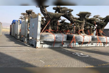 عمان تكذب خبر نقل أشجار إلى الإمارات