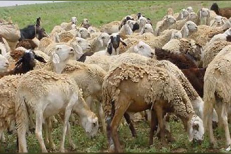 قطر تلجأ لمواشي السودان
